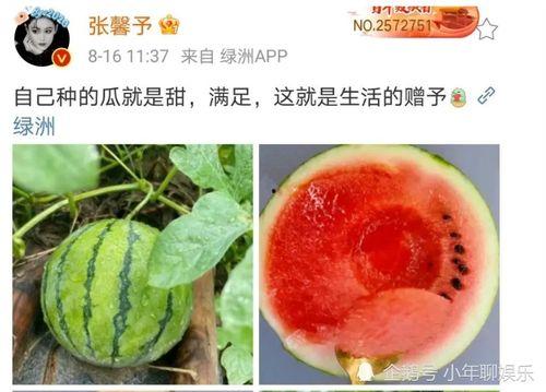 最近娱乐圈有什么瓜可吃,揭秘明星幕后故事与热点事件